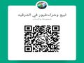 للبيع طيور بادجي
