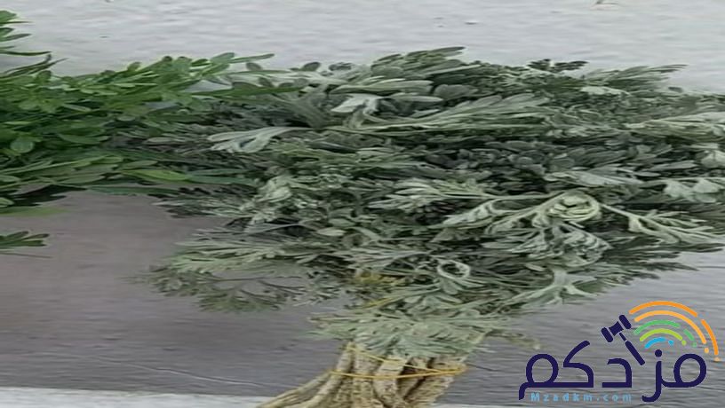 سالم لبيع للفل البلدي والورد اطبيعيه