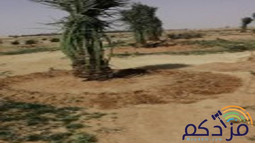 مقاول تركيب شبوك وتوريد وغرس النخيل وبنا الحجر