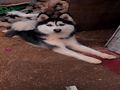 كلام هاسكي
