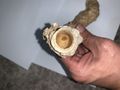 أحجار كريمة بحرية
