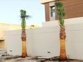 مقاول شبوك ونخيل وثراث 0530866243
