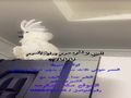 كوكاتو امبريلا اليف جدا ذكر محلل