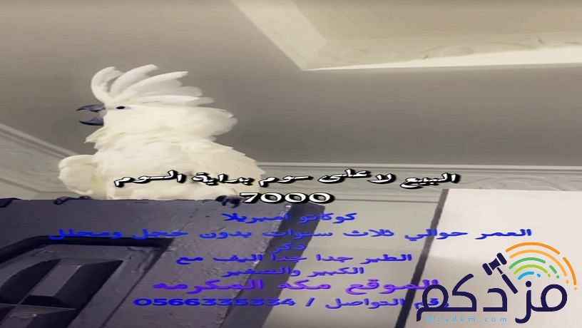 كوكاتو امبريلا اليف جدا ذكر محلل