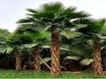 مقاول شبوك ونخيل وثراث