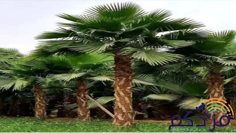مقاول شبوك ونخيل وثراث