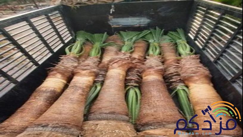 مقاول شبوك ونخيل وثراث
