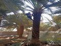 مقاول شبوك ونخيل وثراث