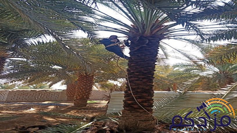 مقاول شبوك ونخيل وثراث