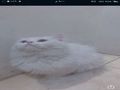 قط ابيض مون للبيع