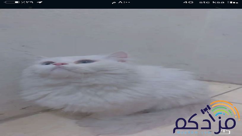قط ابيض مون للبيع